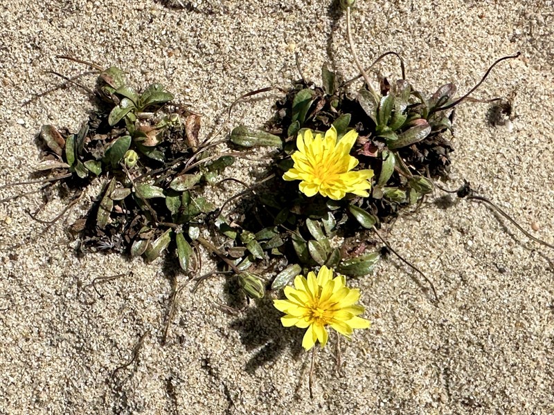 Agoseris apargioides var. apargioides photo 4