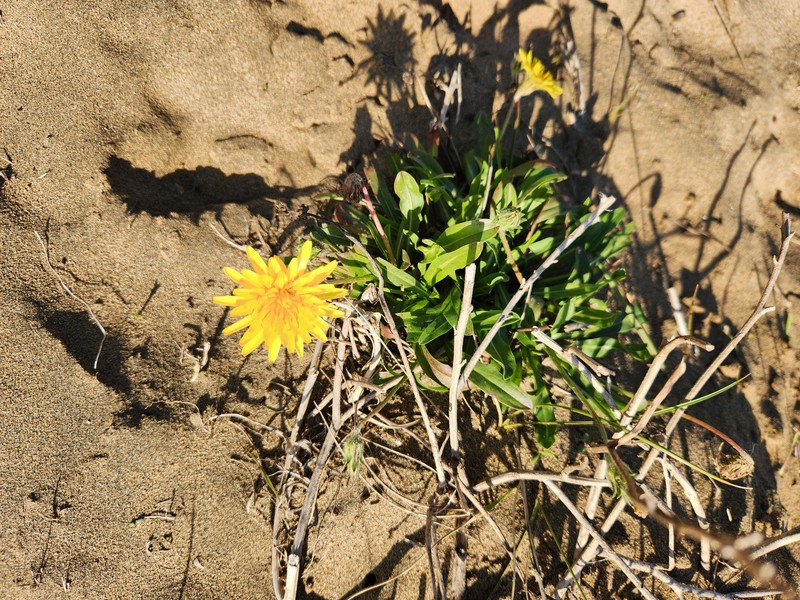 Agoseris apargioides var. apargioides photo 5