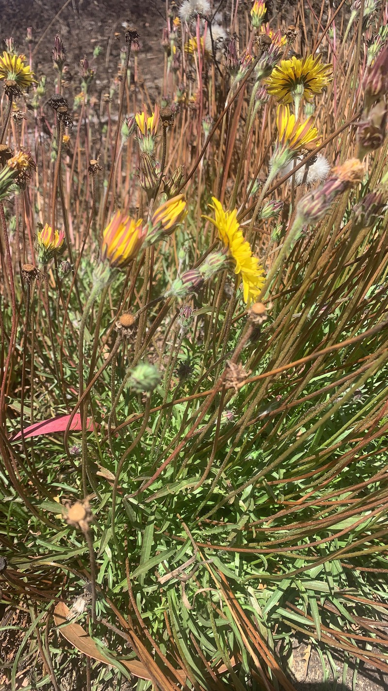 Agoseris apargioides var. apargioides photo 6