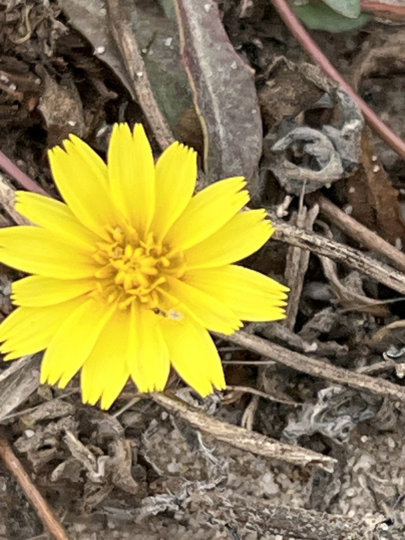 Agoseris apargioides var. apargioides photo 7