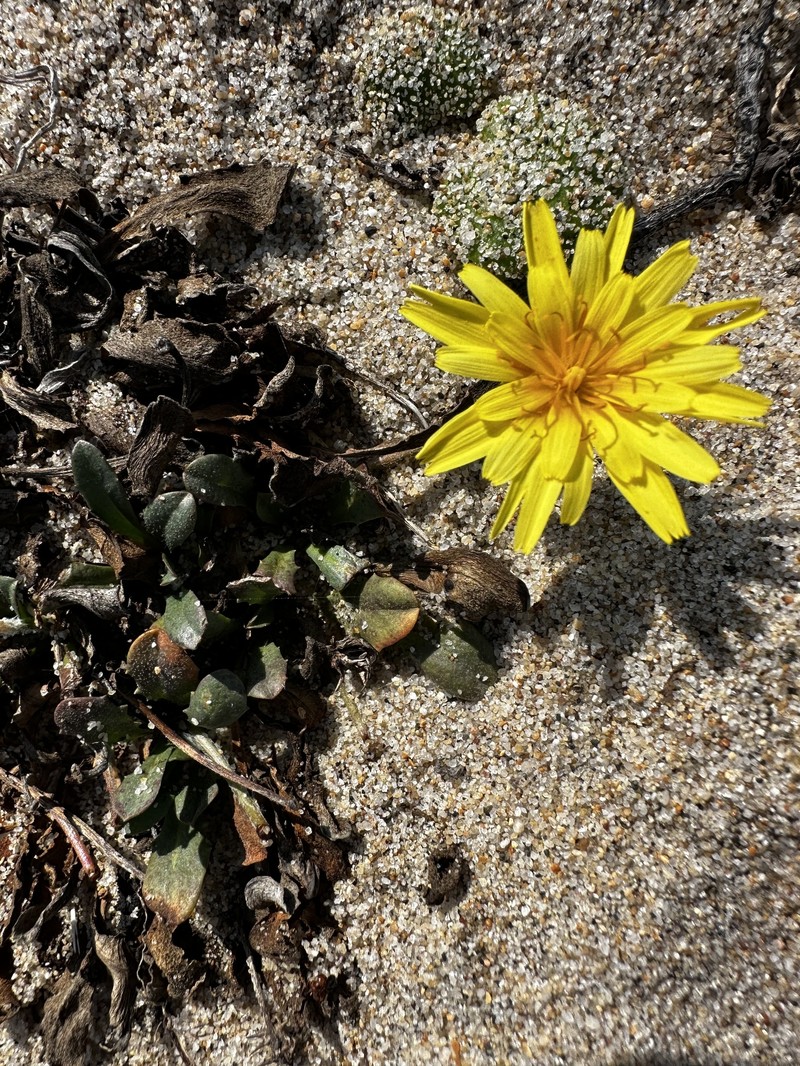 Agoseris apargioides var. apargioides photo 8
