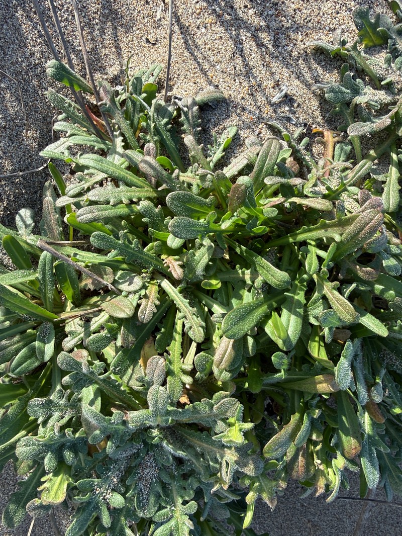 Agoseris apargioides var. eastwoodiae