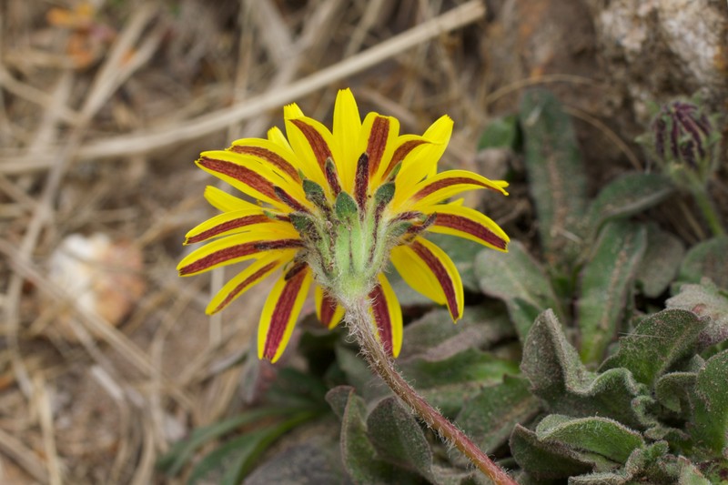 Agoseris apargioides var. eastwoodiae photo 2