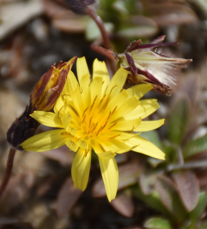 Agoseris apargioides var. eastwoodiae photo 3