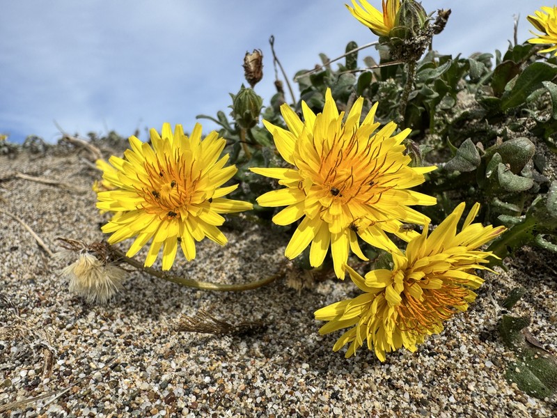 Agoseris apargioides var. eastwoodiae photo 4
