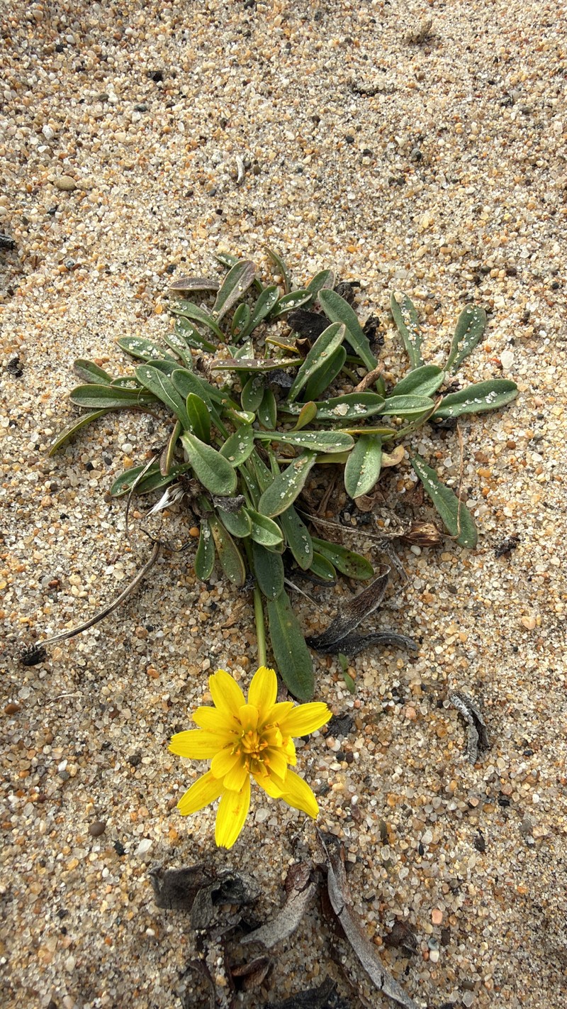 Agoseris apargioides var. eastwoodiae photo 5