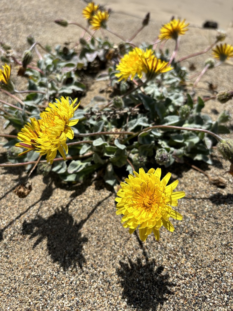Agoseris apargioides var. eastwoodiae photo 6