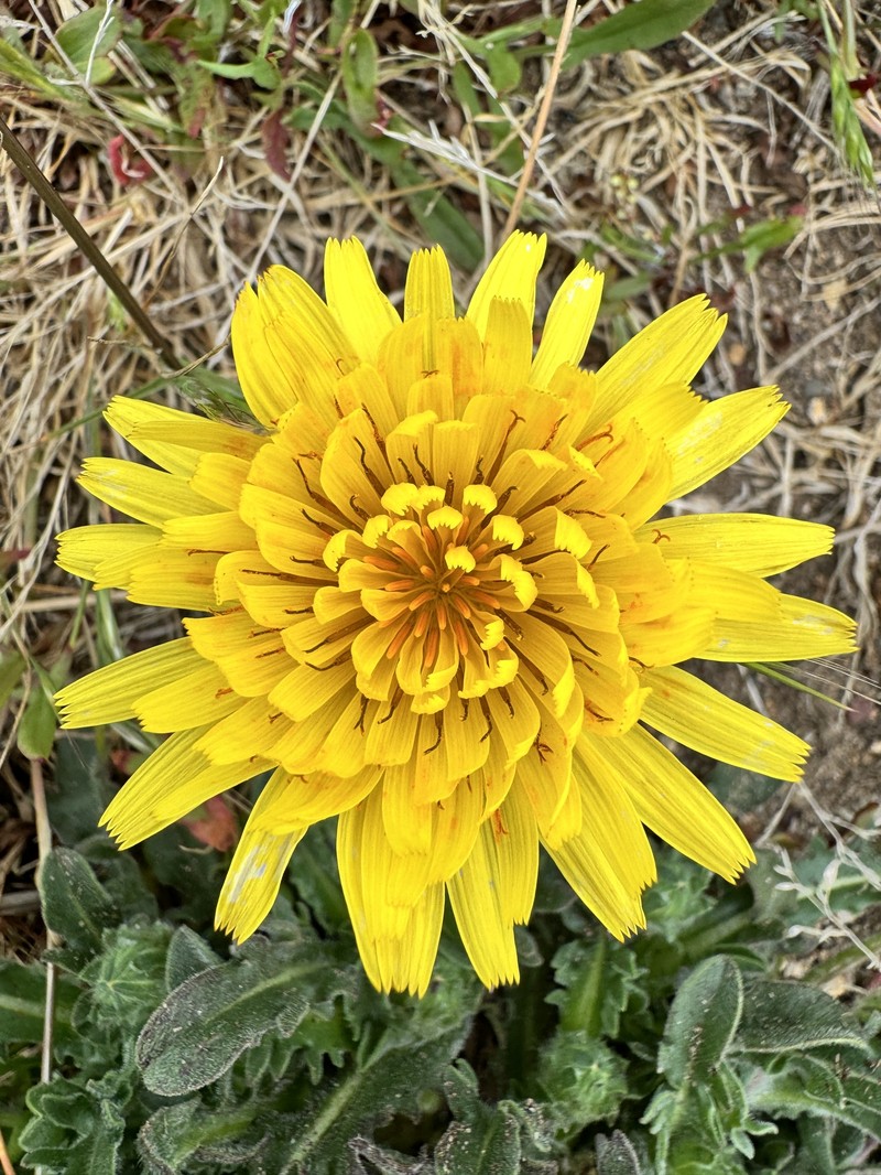 Agoseris apargioides var. eastwoodiae photo 7