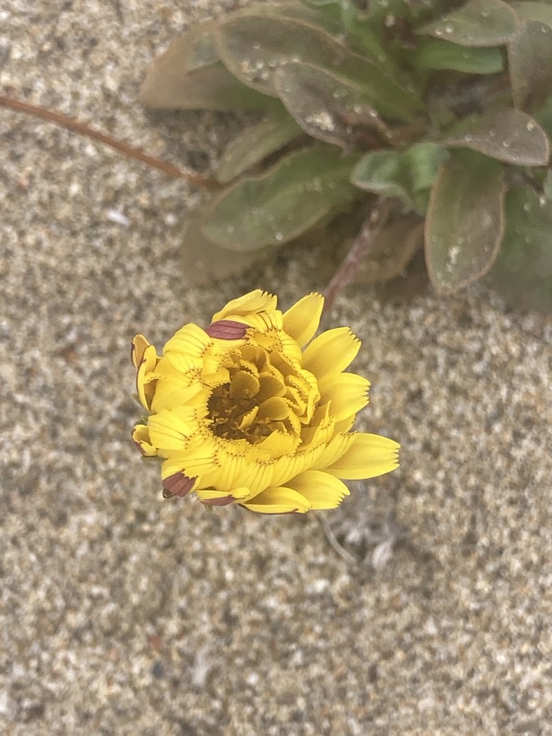 Agoseris apargioides var. eastwoodiae photo 8