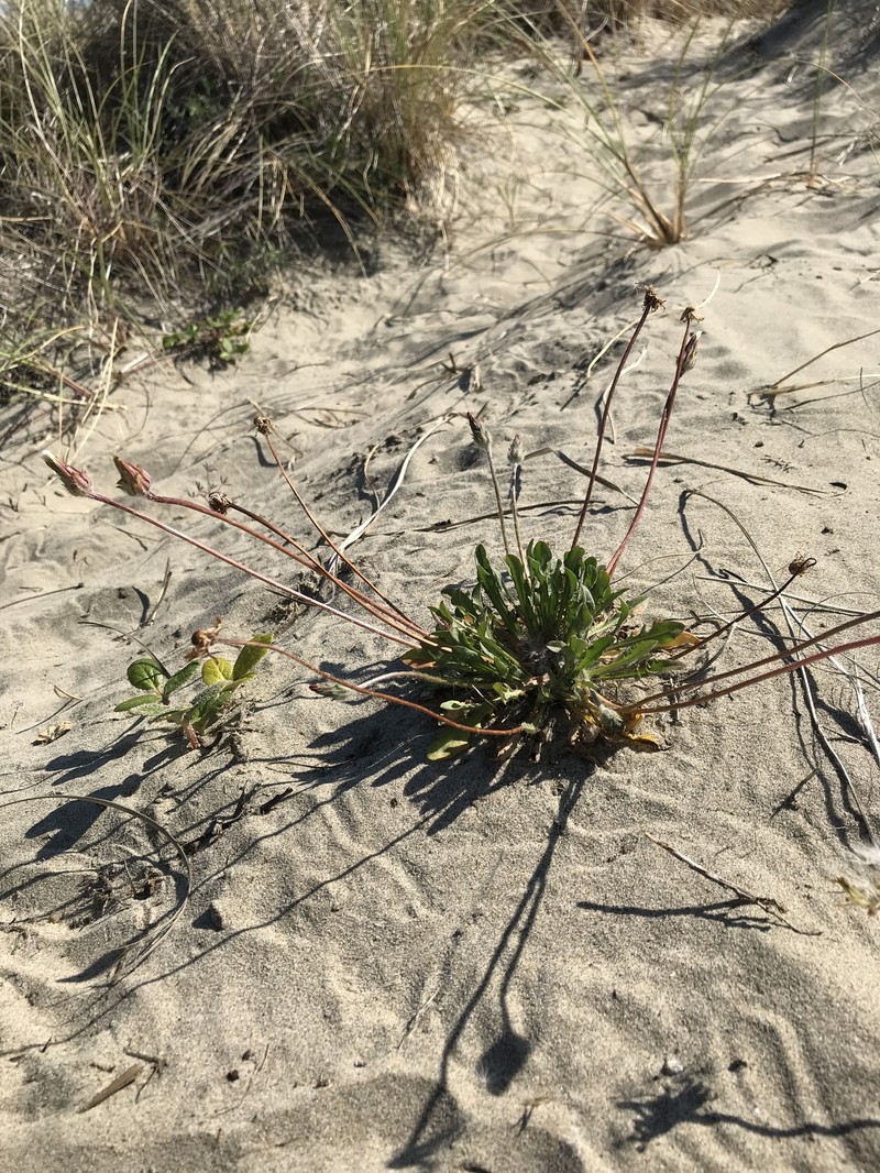 Agoseris apargioides var. maritima