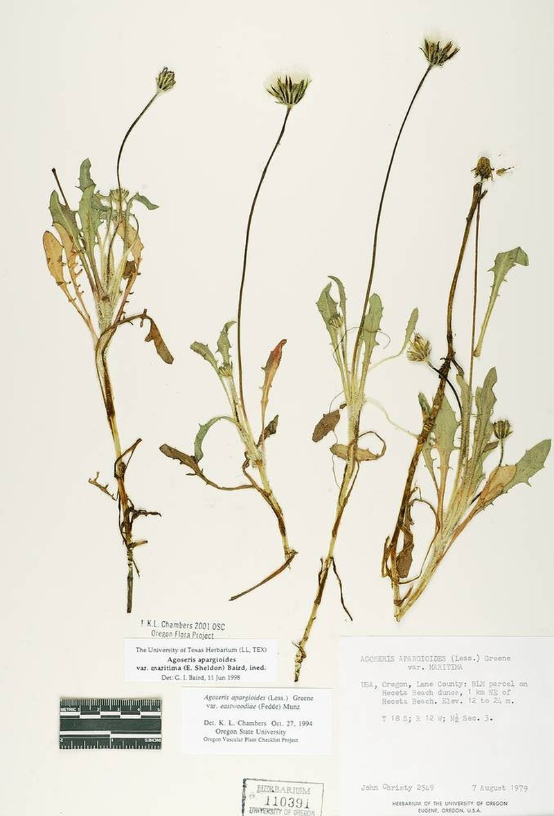 Agoseris apargioides var. maritima photo 3