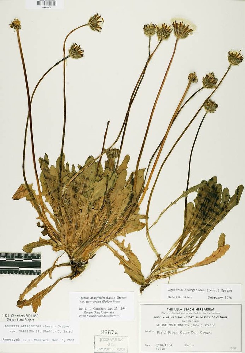 Agoseris apargioides var. maritima photo 4