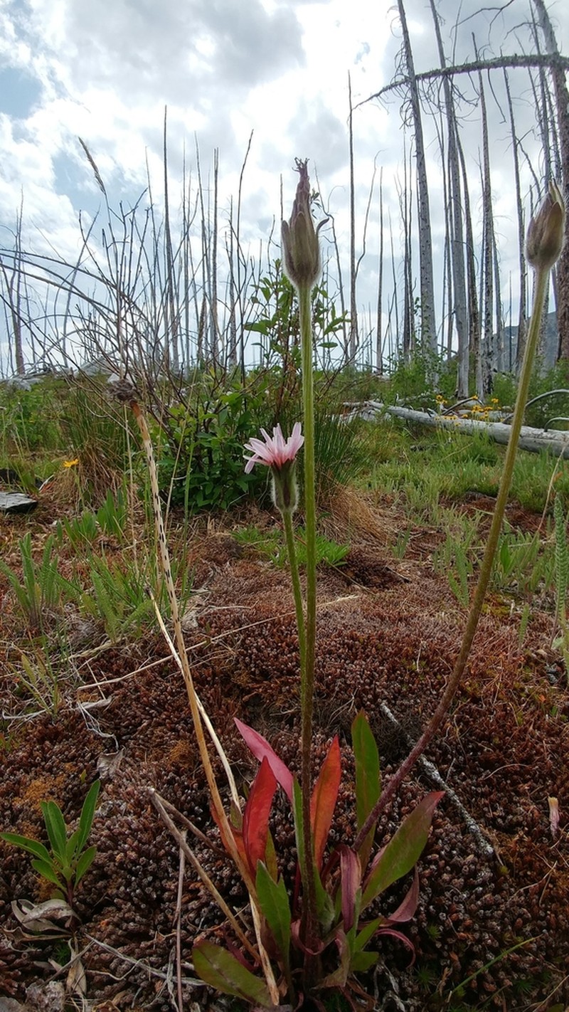 Orange Agoseris photo 2