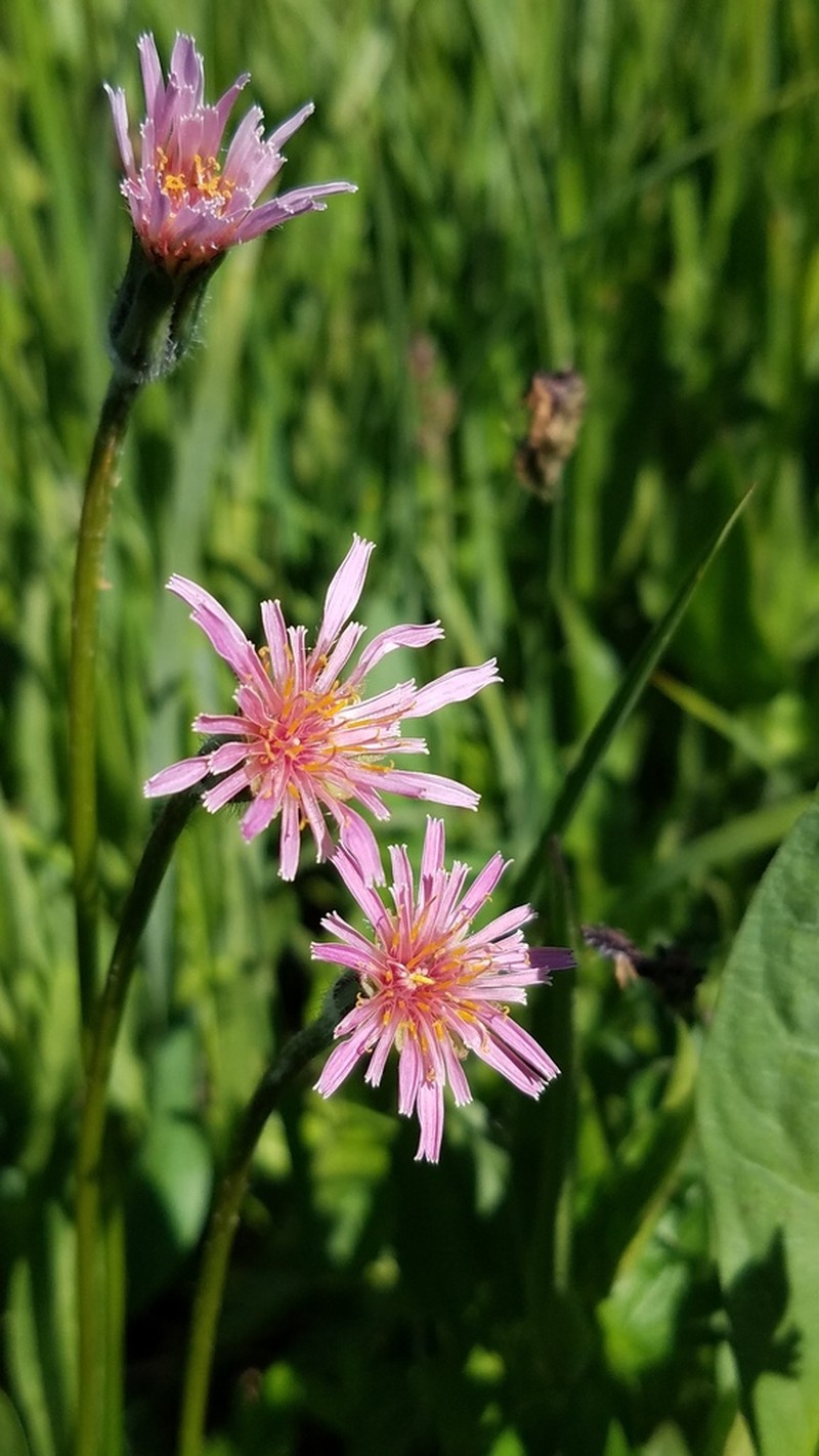 Orange Agoseris photo 3