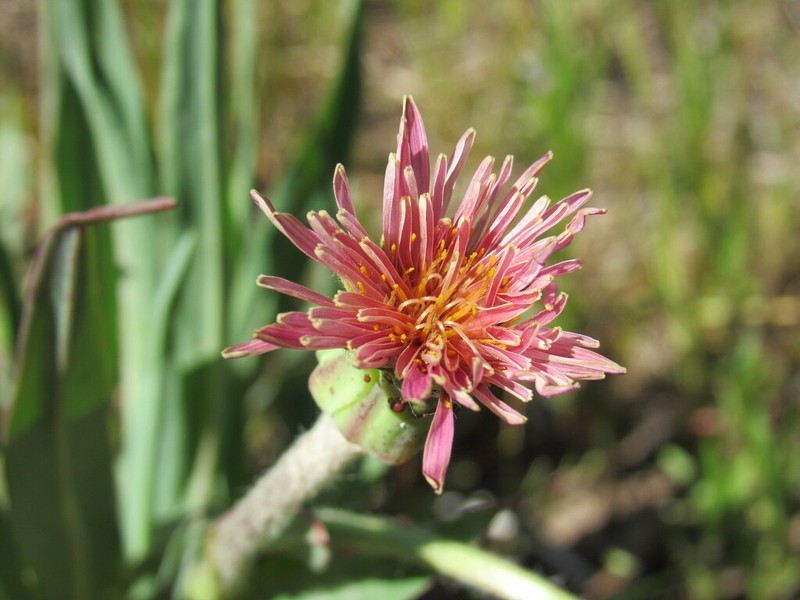 Orange Agoseris photo 4