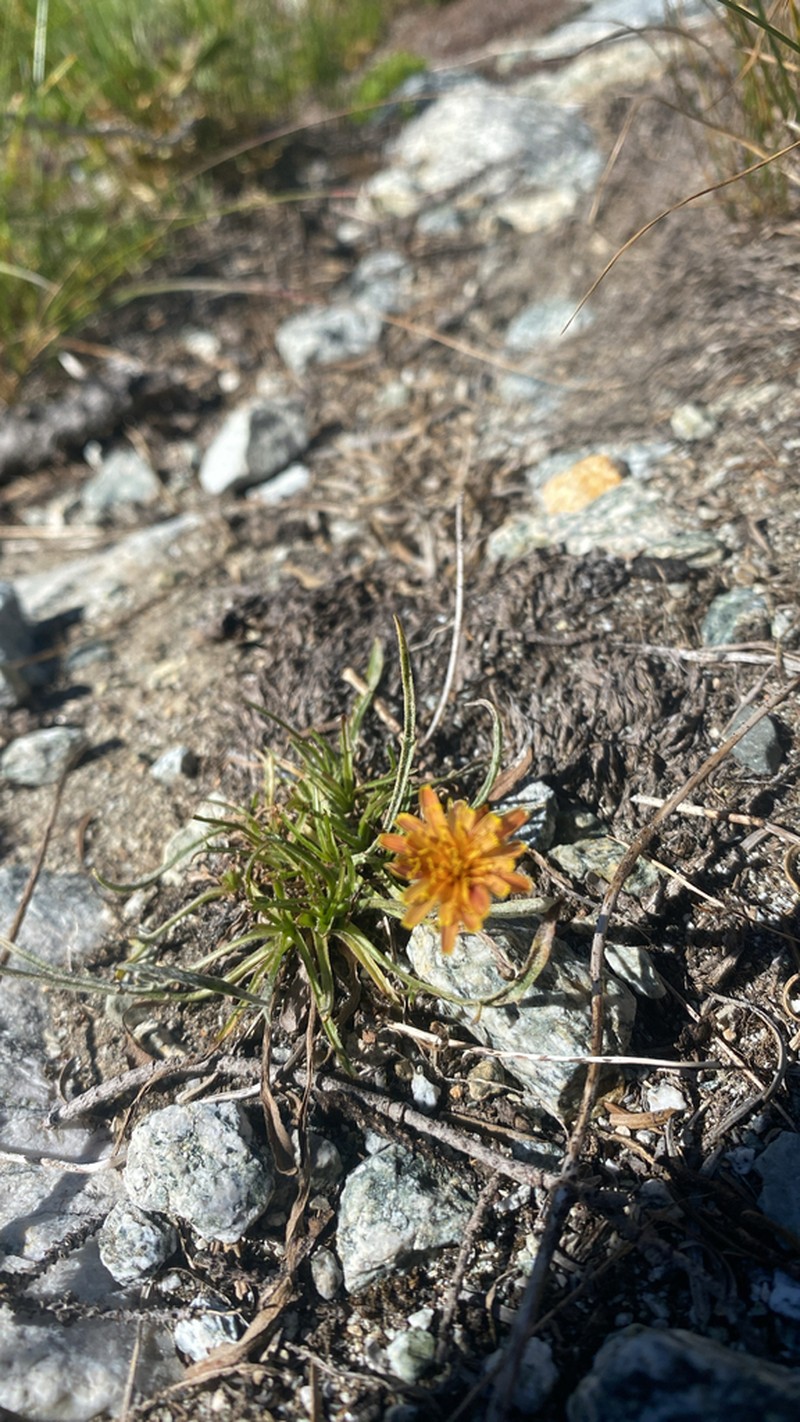Orange Agoseris photo 5