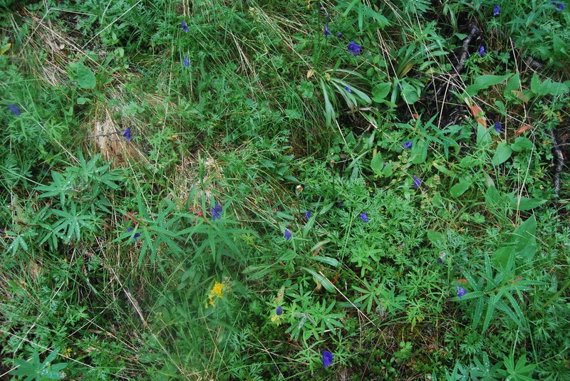 Orange Agoseris photo 6