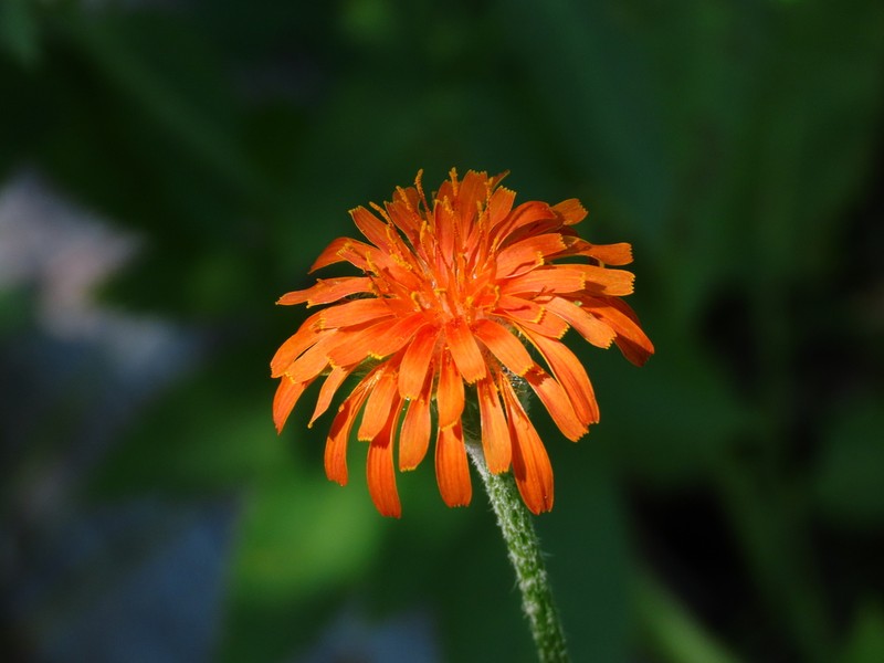 Orange Agoseris photo 7