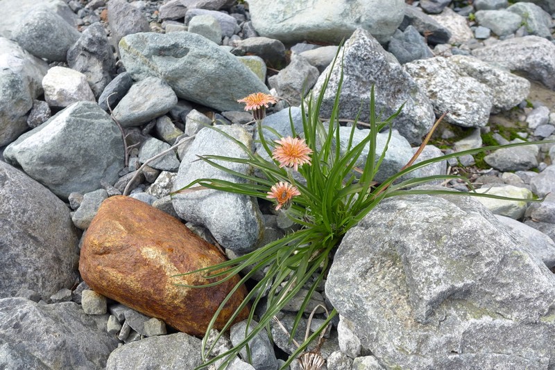 Orange Agoseris photo 8