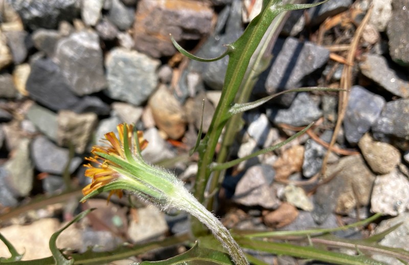 Agoseris aurantiaca var. aurantiaca
