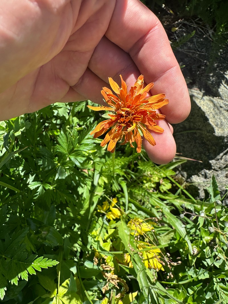 Agoseris aurantiaca var. aurantiaca photo 2