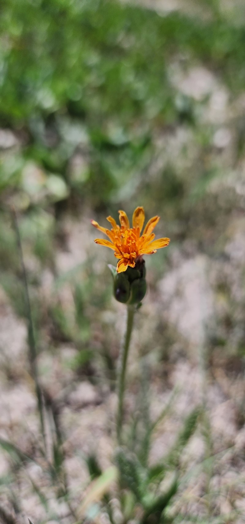 Agoseris aurantiaca var. aurantiaca photo 3