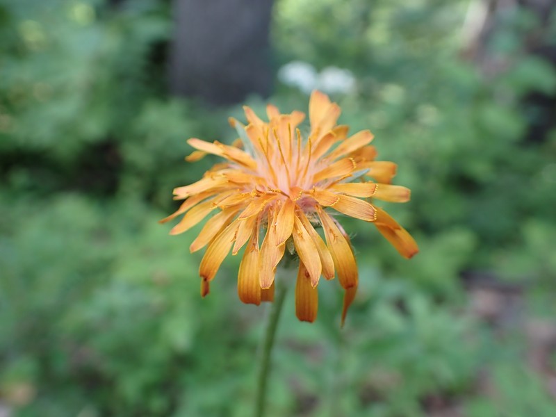Agoseris aurantiaca var. aurantiaca photo 4