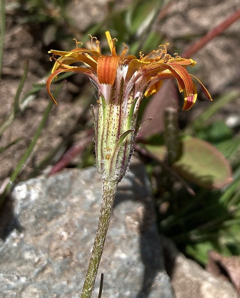 Agoseris aurantiaca var. aurantiaca photo 5