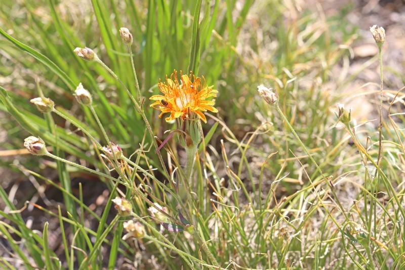 Agoseris aurantiaca var. aurantiaca photo 6