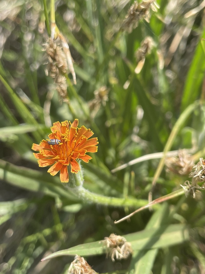 Agoseris aurantiaca var. aurantiaca photo 7