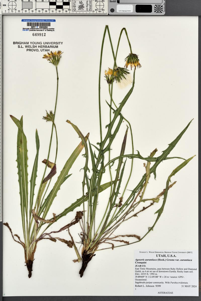 Agoseris aurantiaca var. aurantiaca photo 8