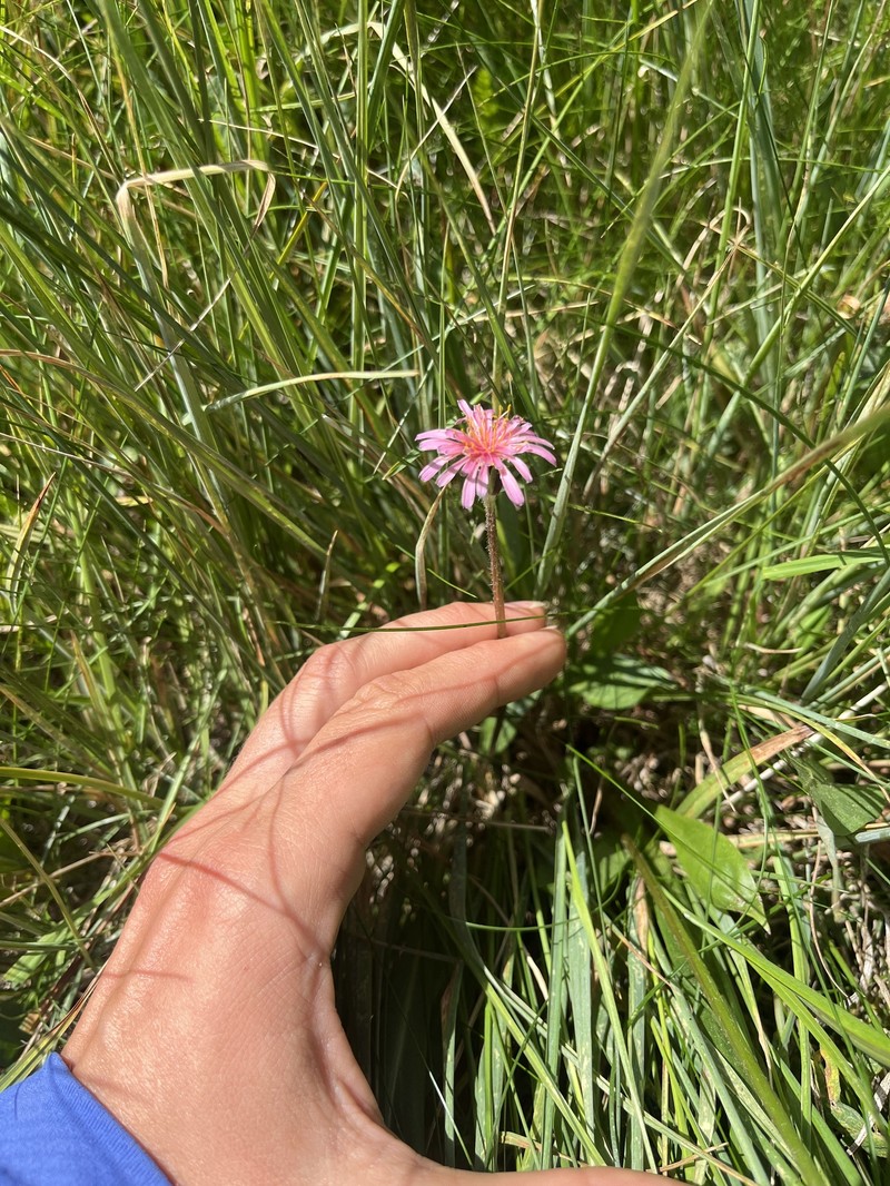 Mill Creek Agoseris
