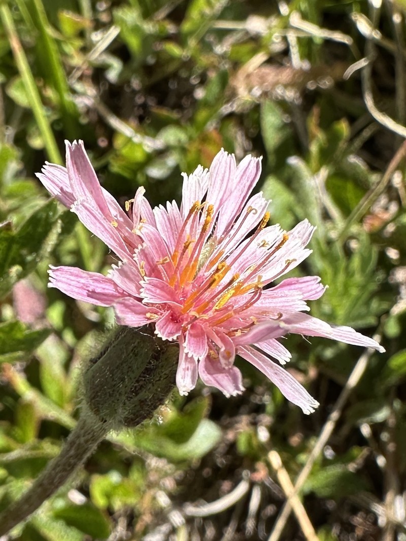 Mill Creek Agoseris photo 2