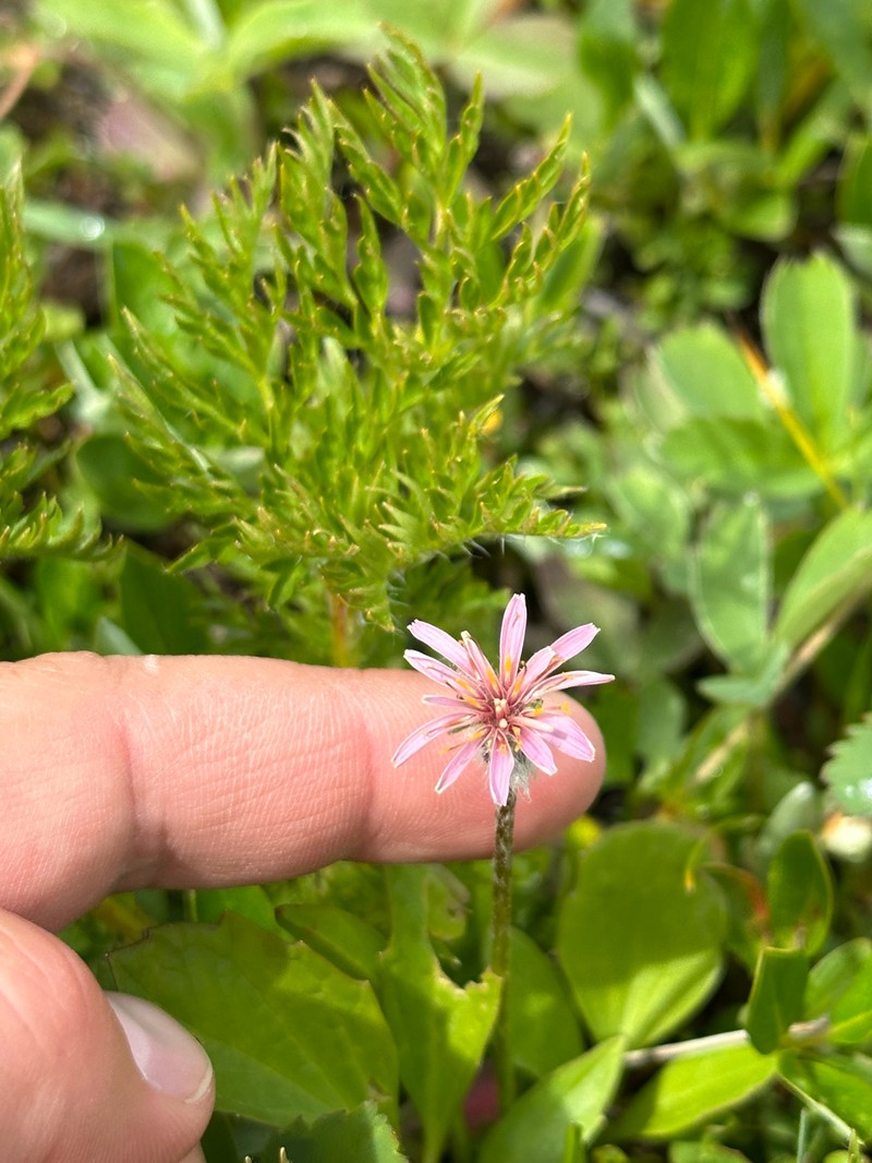 Mill Creek Agoseris photo 3