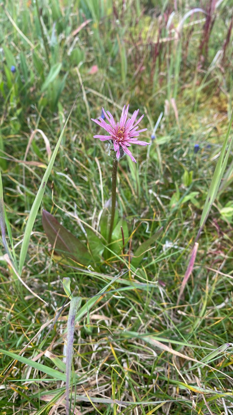 Mill Creek Agoseris photo 4