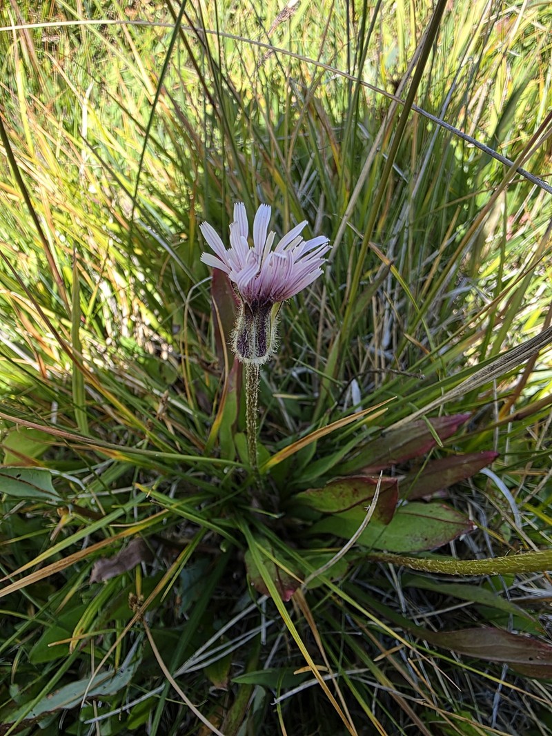 Mill Creek Agoseris photo 5