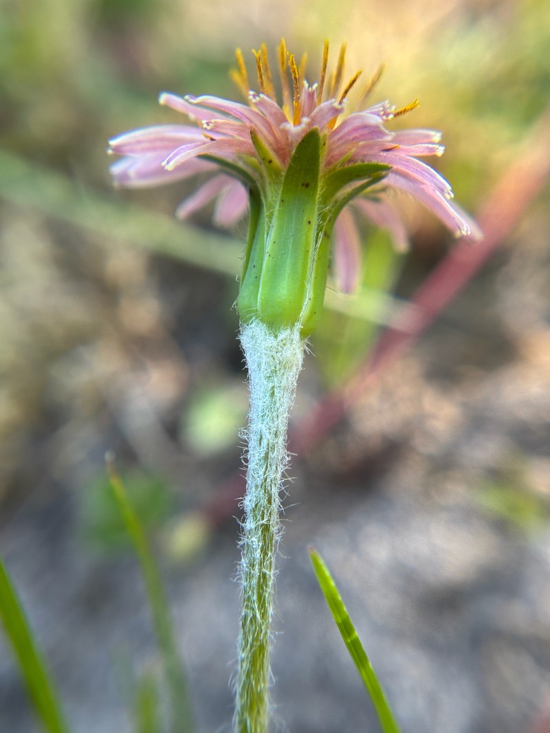 Mill Creek Agoseris photo 6
