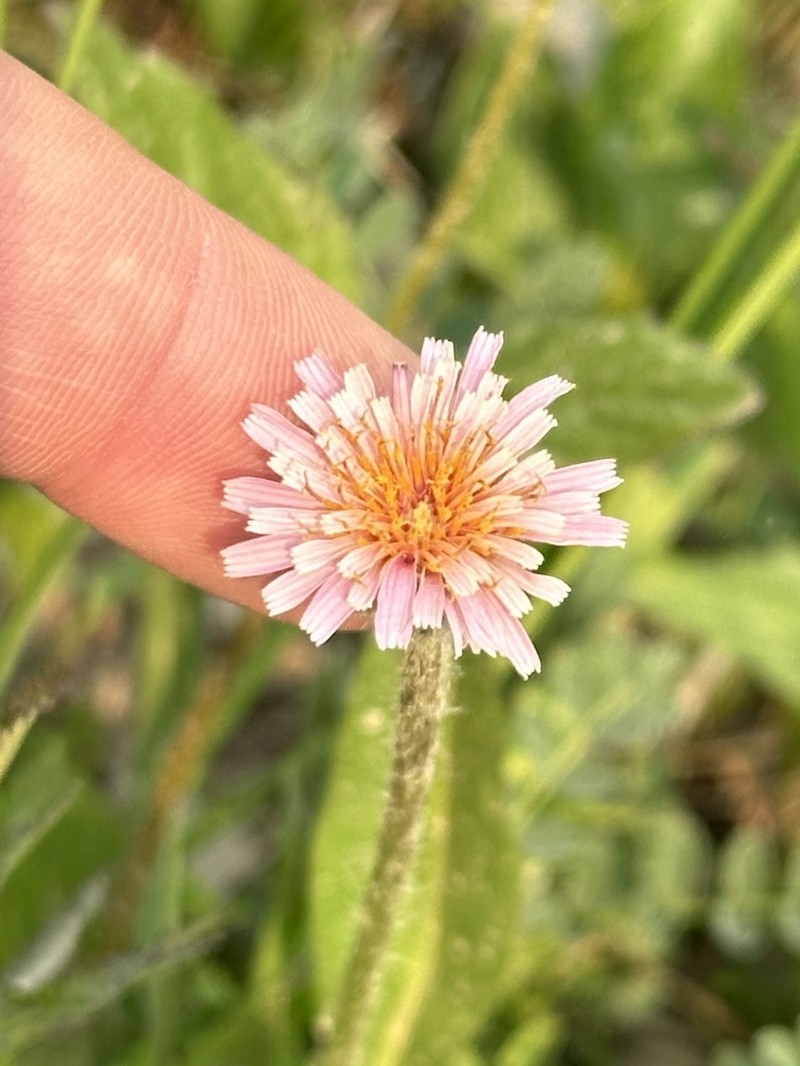 Mill Creek Agoseris photo 7