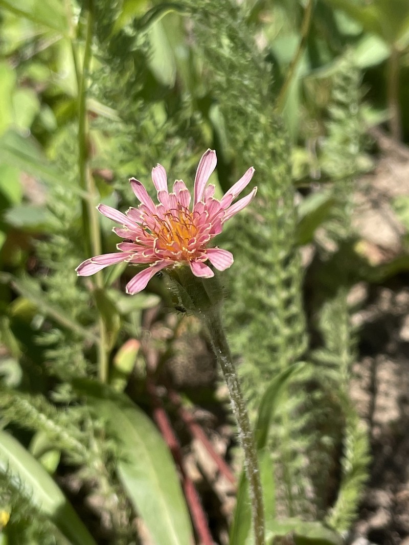 Mill Creek Agoseris photo 8