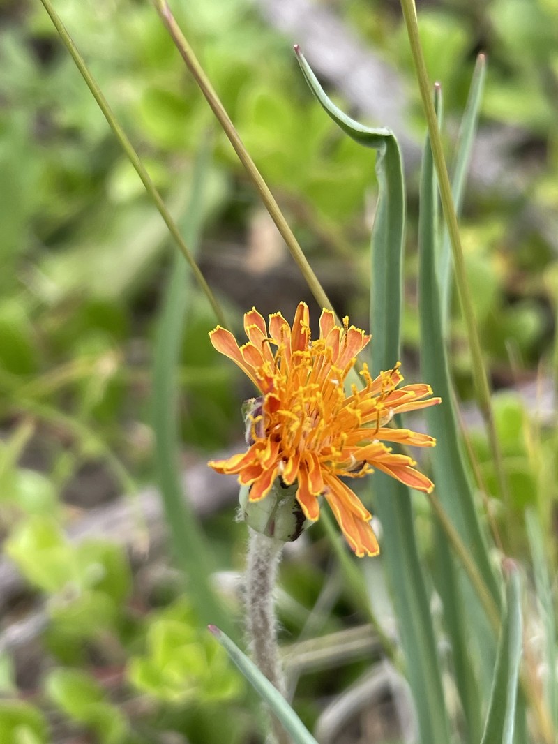 Agoseris