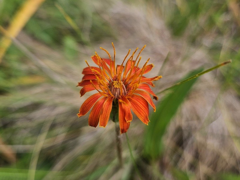 Agoseris photo 2