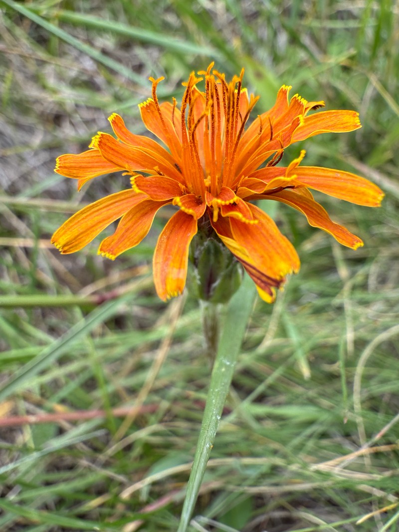 Agoseris photo 4