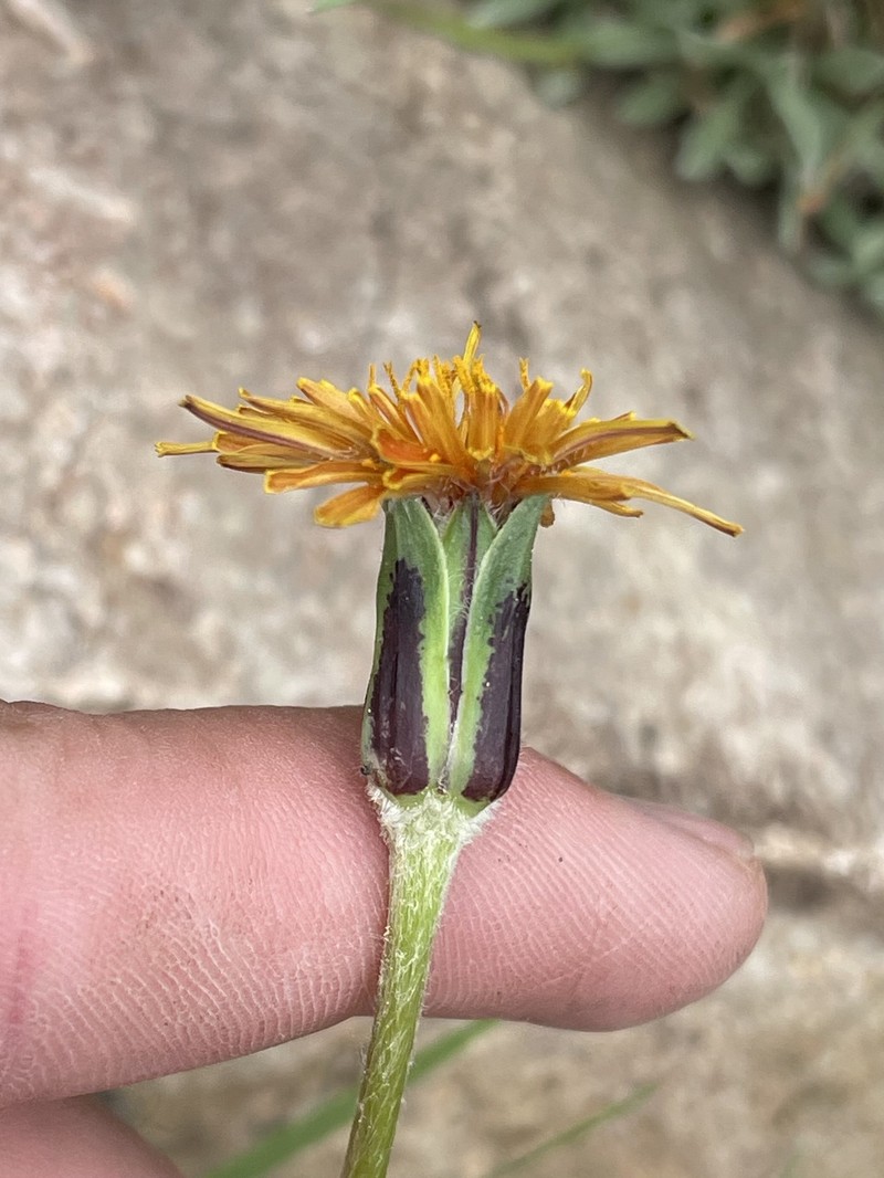 Agoseris photo 5