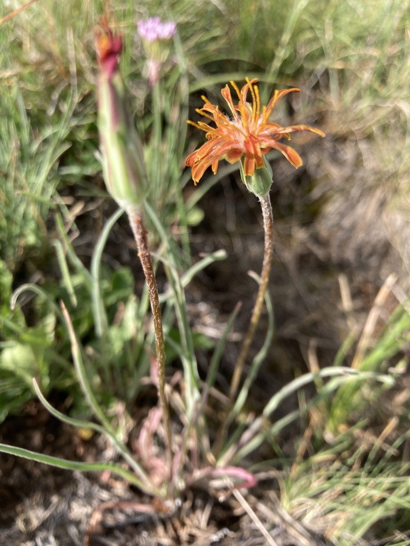 Agoseris photo 6