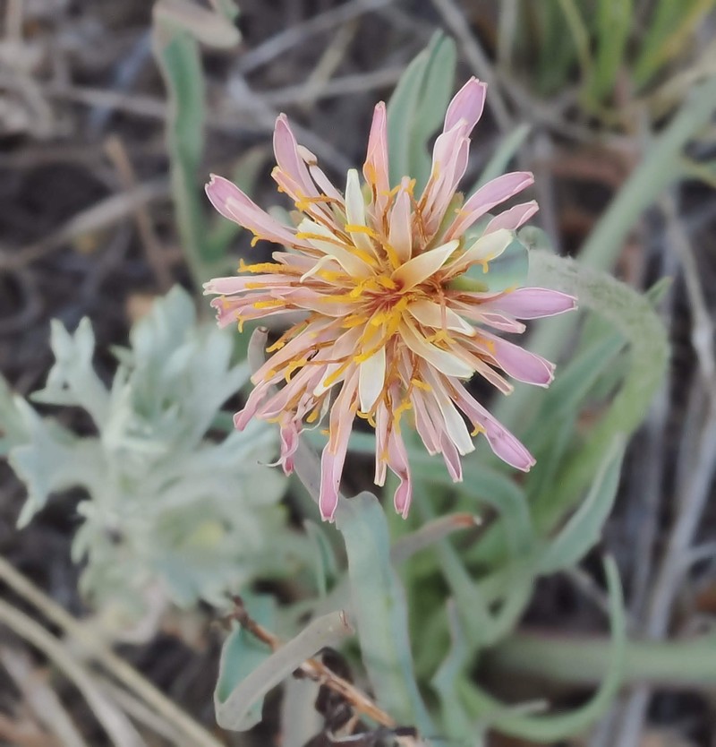 Agoseris photo 7