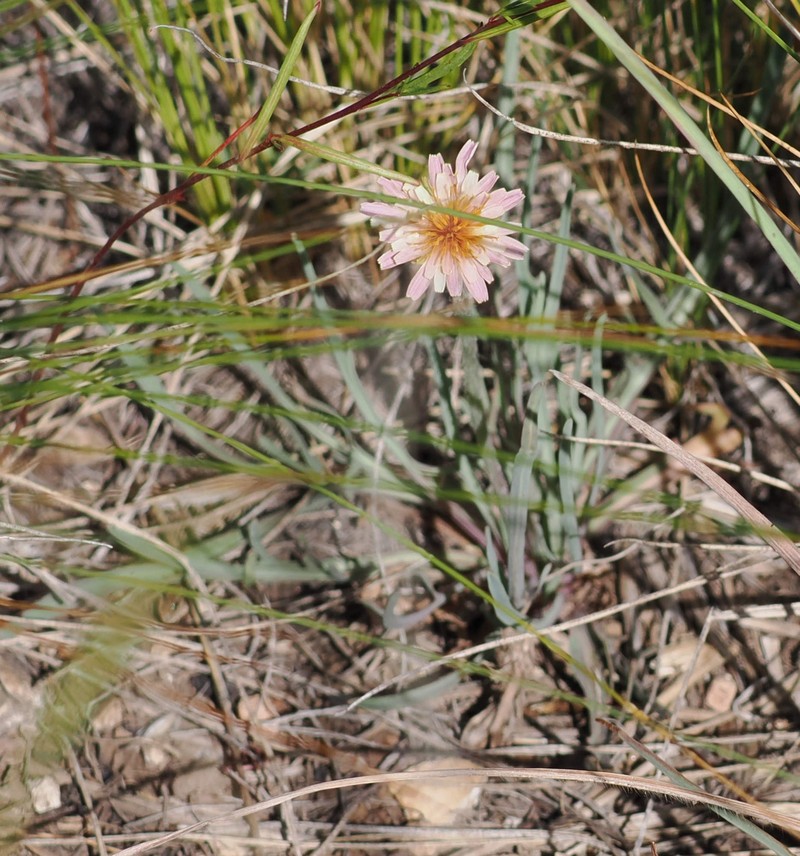 Agoseris photo 8