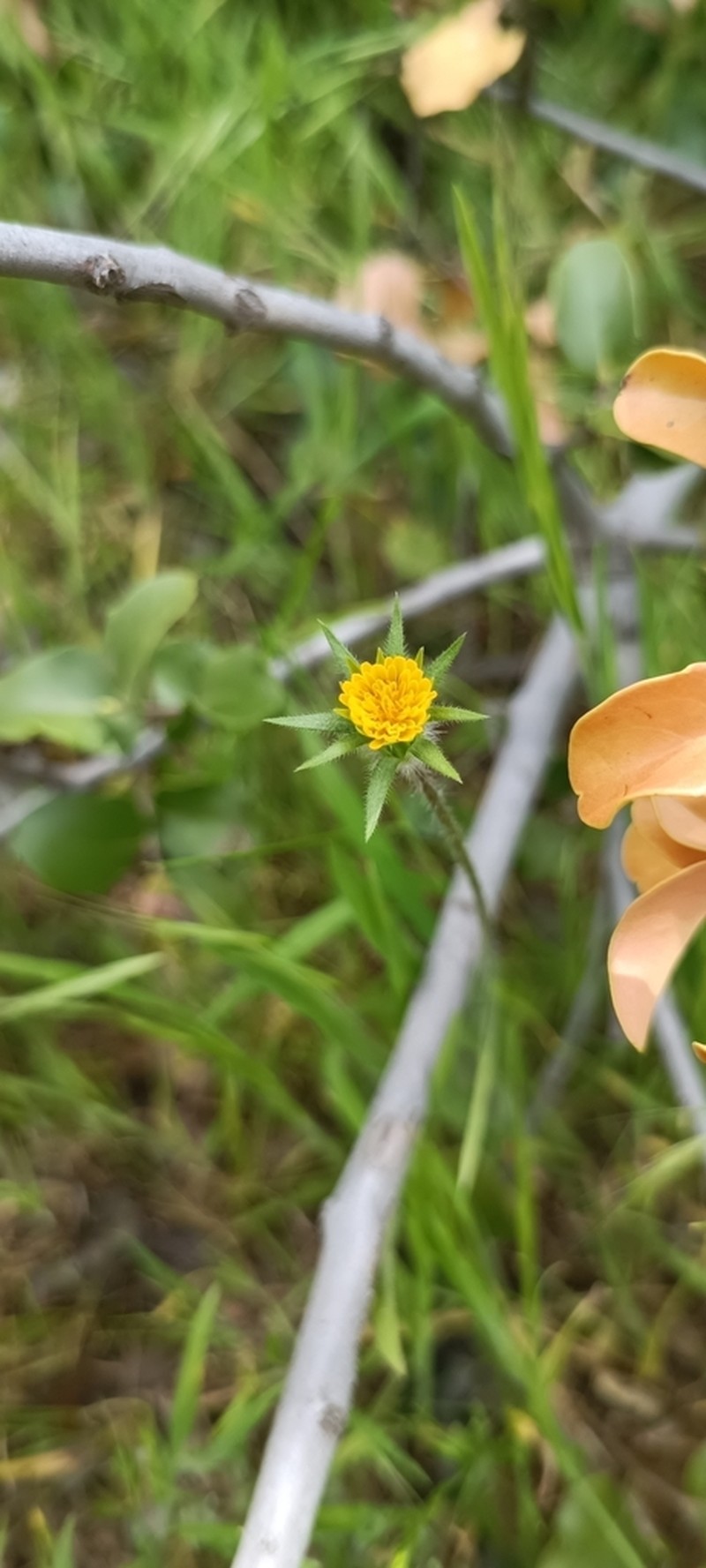 Agoseris chilensis