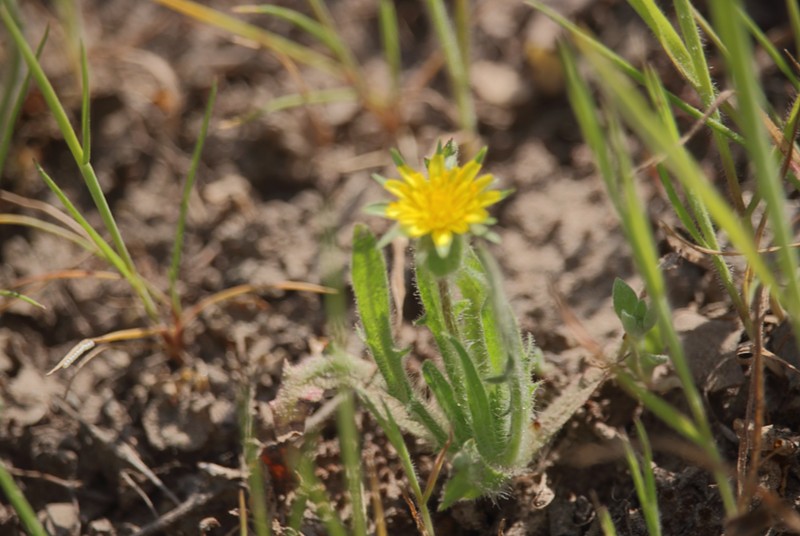 Agoseris coronopifolia