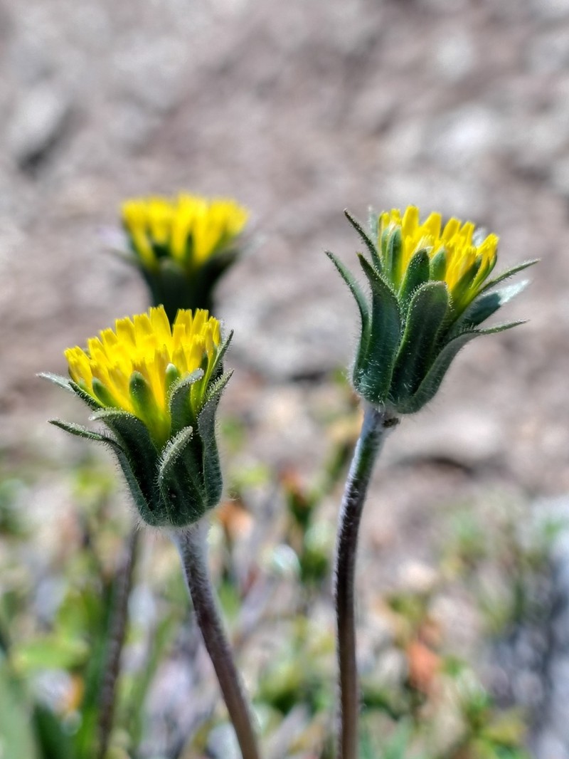 Agoseris coronopifolia photo 2
