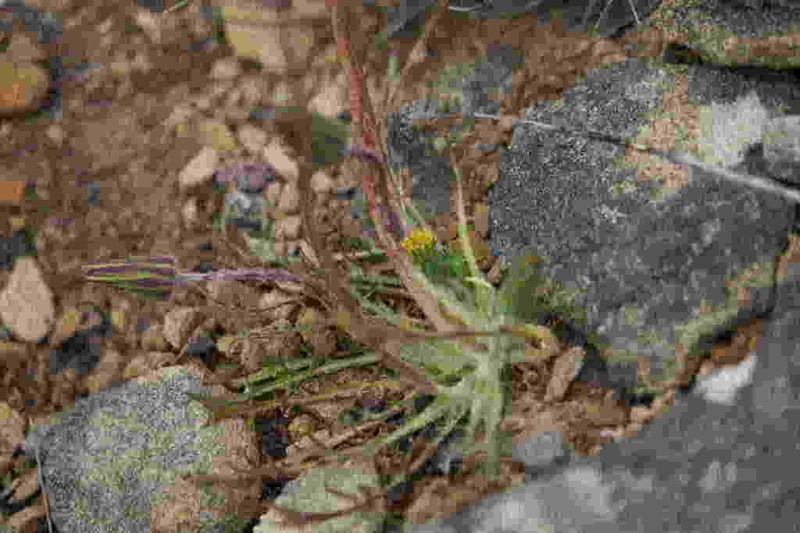Agoseris coronopifolia photo 3